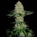 Silver Buddha Haze (Sumo Seeds) Femminizzata