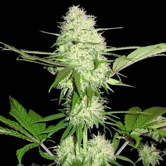 Silver Buddha Haze (Sumo Seeds) Femminizzata