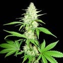 Amnesia Ganja Haze (Sumo Seeds) Femminizzata