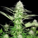 Sweet Harlem Diesel (Sumo Seeds) Femminizzata