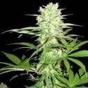 Thunderstruck (Sumo Seeds) Femminizzata