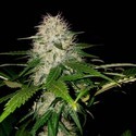 Sumo's OG Kush (Sumo Seeds) Femminizzata