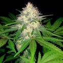 Berries & Cheese (Sumo Seeds) Femminizzata