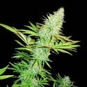 CBD Kong's Kush (Sumo Seeds) Femminizzata