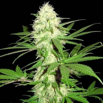 Sumo's Big Bud (Sumo Seeds) Femminizzata