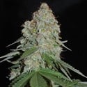 White Widow Original (Sumo Seeds) Femminizzata