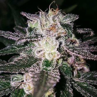 Gorilla Cookies (Expert Seeds) Femminizzata