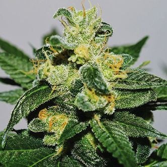 White Gold (Expert Seeds) Femminizzata