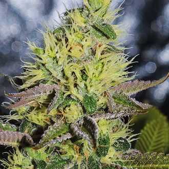 Sweet Zombie (Expert Seeds) Femminizzata