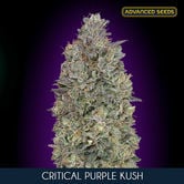 Critical Purple Kush (Advanced Seeds) Femminizzata