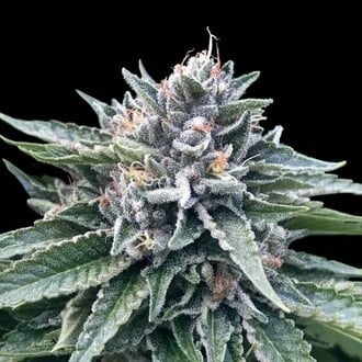 Sorbet 4 (DNA Genetics) Femminizzata