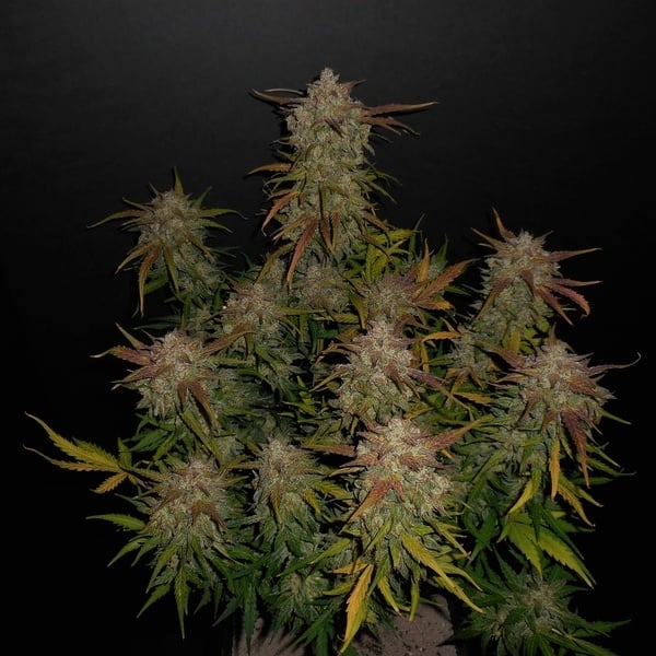Lemon AK Auto (FastBuds) Femminizzata
