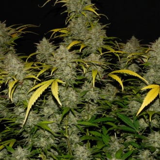 Gelato Auto (FastBuds) Femminizzata
