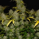 Gelato Auto (FastBuds) Femminizzata