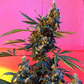 DeeDee (French Touch Seeds) Regolare