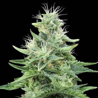 Gorilla Candy (Eva Seeds) Femminizzata