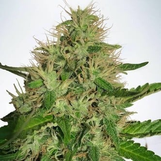 Cannabis Light (Ministry of Cannabis) feminized