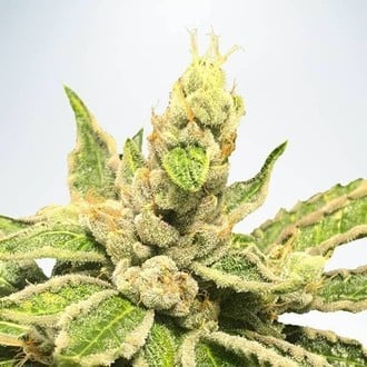 Mamacita’s Cookies (Ministry of Cannabis) Femminizzata