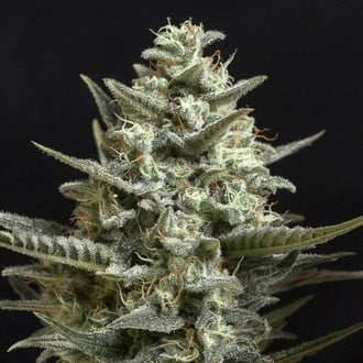 Sweet Bilbo (Genehtik Seeds) Femminizzata