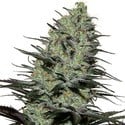 Morpheus (Buddha Seeds) Femminizzata