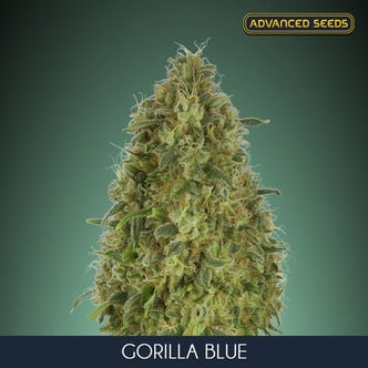 Gorilla Blue (Advanced Seeds) feminisiert