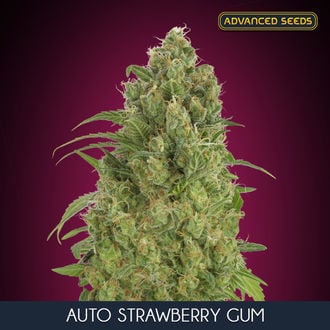 Auto Strawberry Gum (Advanced Seeds) Femminizzata