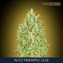 Auto Pineapple Glue (Advanced Seeds) Femminizzata