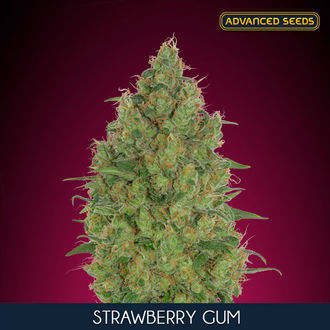 Strawberry Gum (Advanced Seeds) femminizzata