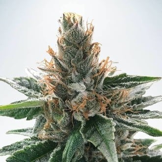 God's Glue (Ministry Of Cannabis) Femminizzata