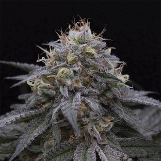 Sugar Breath (Humboldt Seeds) femminizzata