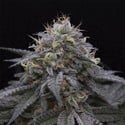 Sugar Breath (Humboldt Seed Organization) Femminizzata