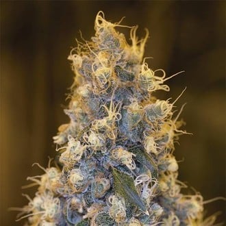 Blue Fire (Humboldt Seed Organization) Femminizzata