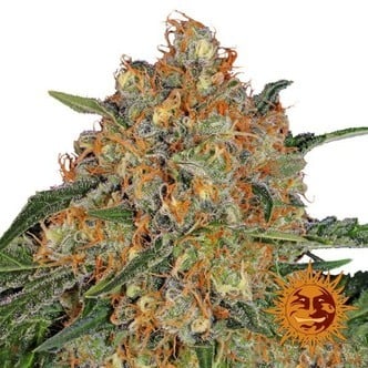 Orange Sherbert (Barney's Farm) femminizzata