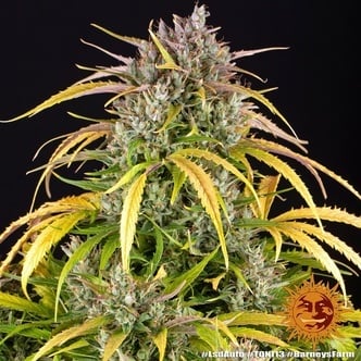 LSD Auto (Barney's Farm) Femminizzata