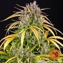 LSD Auto (Barney's Farm) Femminizzata
