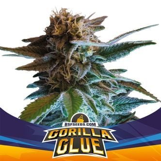 Gorilla Glue Auto (BSF Seeds) femminizzata