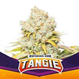 Tangie (BSF Seeds) femminizzata