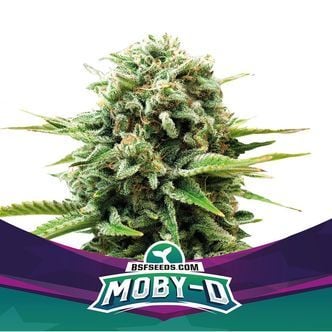 Moby-D (BSF Seeds) femminizzata