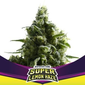 Super Lemon Haze (BSF Seeds) femminizzata