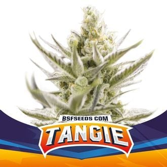 Tangie XXL Auto (BSF Seeds) femminizzata