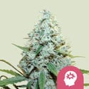 AMG - Amnesia Mac Ganja (Royal Queen Seeds) femminizzata