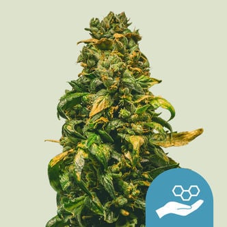 Solomatic CBD (Royal Queen Seeds) femminizzata