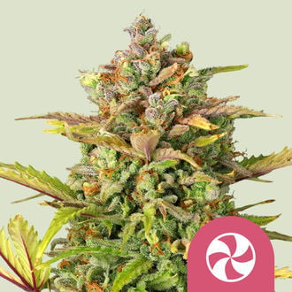 Sweet ZZ (Royal Queen Seeds) femminizzata