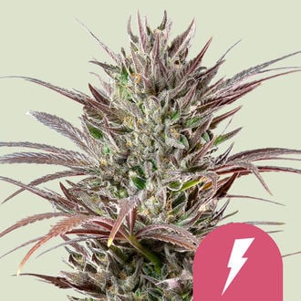 North Thunderfuck (Royal Queen Seeds) Femminizzata