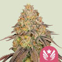 Legendary OG Punch (Royal Queen Seeds) femminizzata