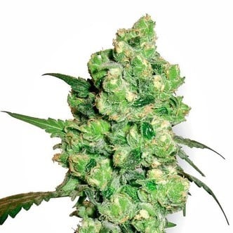 Super Skunk (White Label) femminizzato