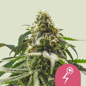 Green Crack Punch (Royal Queen Seeds) Femminizzata