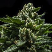 DO-G (Ripper Seeds) femminizzata