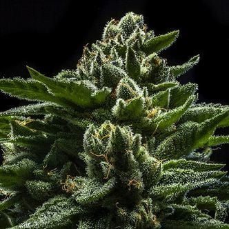 DO-G (Ripper Seeds) femminizzata