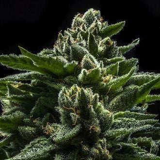 DO-G (Ripper Seeds) femminizzata